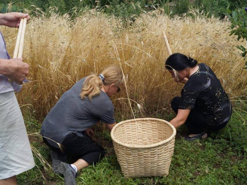 ,,ზანდურის სახლი" და ხორბლის უძველესი ჯიში ,,ზანდური" ლეჩხუმის ერთ-ერთ სავიზიტო ბარათად...